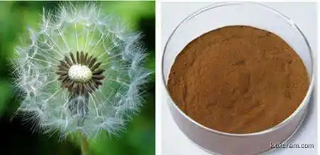 High Quality Dandelion Root Extract