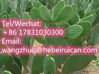 100% Organic San Pedro Cactus Extract,Cactus Plant Extract Powder 10:1