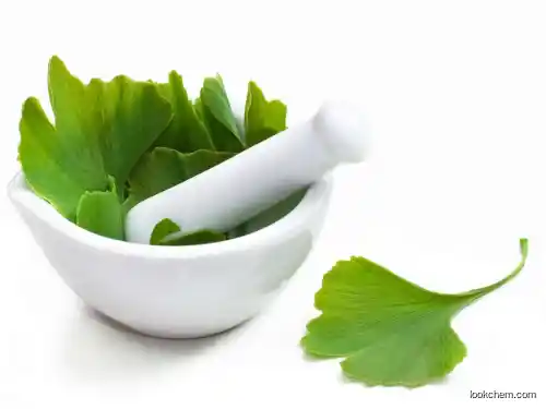 Ginkgo biloba extract  high good quality  nutrition functional food