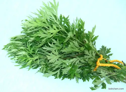 100% natural Mugwort extract  nutrition functional food