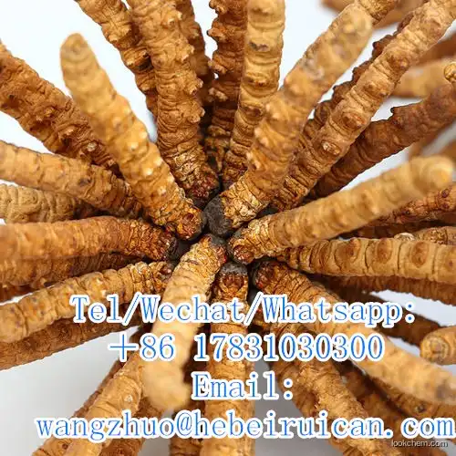 High Quality Natural Cordycepic Acid Cordyceps Sinensis Extract