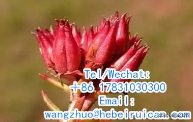 Natural Herbal Plant/100% Natural Rhodiola Rosea Extract Powder