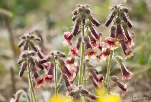 rehmannia  extract  functional food nutrition addictives
