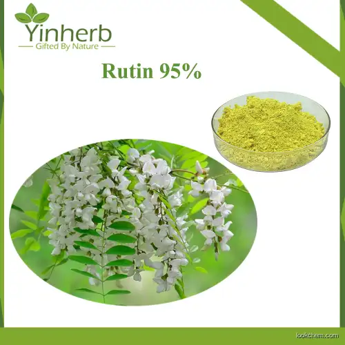 Natural Sophora Japonica Extract Rutin 95% Use in Cosmetic 100% Natural Rutin Raw Powder