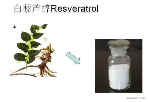 Trans resveratrol 99% plant extraction price resveratrol capsules bulk powder