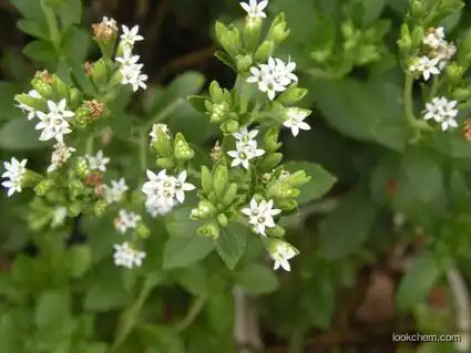 Pure Naturel Stevia extract/stevioside 95% RA60% stevioside