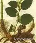 supplements Resveratrol 98% product Japanese Knotweed extract powder