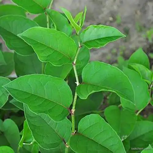 Halal panax ginseng extract 10% to 80% siberian ginseng root extract free sample korean ginseng extract powder