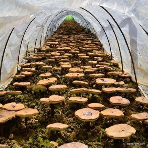 Reishi Mushroom extract Powder Reishi Extract Powder Organic Reishi Mushroom Extract Powder