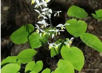 Horny Goat Extract/Epimedium Powder Stimulate Androgen Pheromone