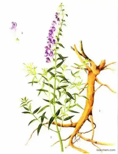 Panax Ginseng Root Extract Powder