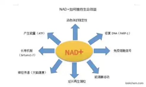 99% Nicotinamide Mononucleotide nmn nicotinamid mononucleotide nmn powder pharmaceutical
