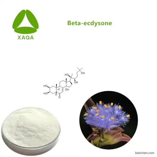 Promote The Synthesis Of Collagen Arachnoid Cyanotis Root Extract Beta Ecdysone Powder
