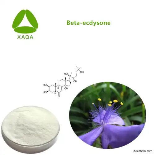Promote The Synthesis Of Collagen Arachnoid Cyanotis Root Extract Beta Ecdysone Powder