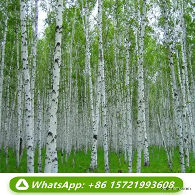 Factory Supply Antiviral Raw Material White Birch Bark Extract 98% Betulin Powder