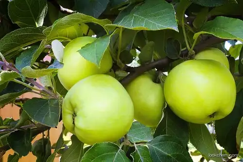 Apple Polyphenol, Phlorizin, Phloretin, Chlorogenic acid, Extract, Herbal