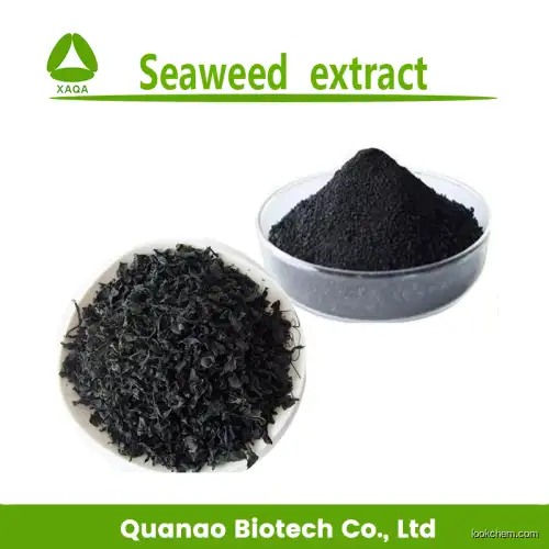 Sargassum powder black Seaweed extract Fucoidan 95%