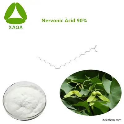 Brain Healthcare High Purity Acer Turncatum Seed Extract Nervonic Acid 90% Powder