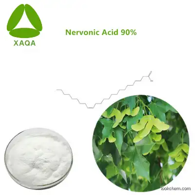 Brain Healthcare High Purity Acer Turncatum Seed Extract Nervonic Acid 90% Powder