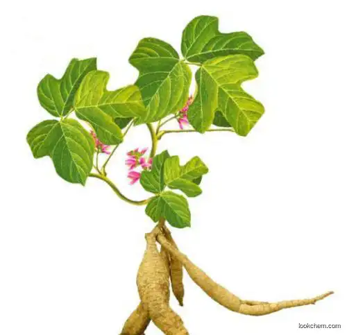 Resveratrol Natural Anti Oxidant Resveratrol 98% Giant Knotweed Extract