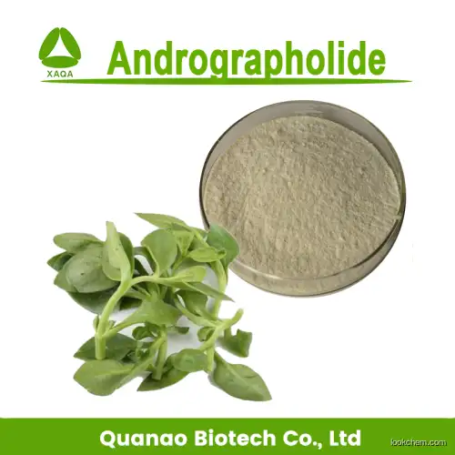 Natural Andrographis Paniculata Extract powder 1% Andrographolide powder