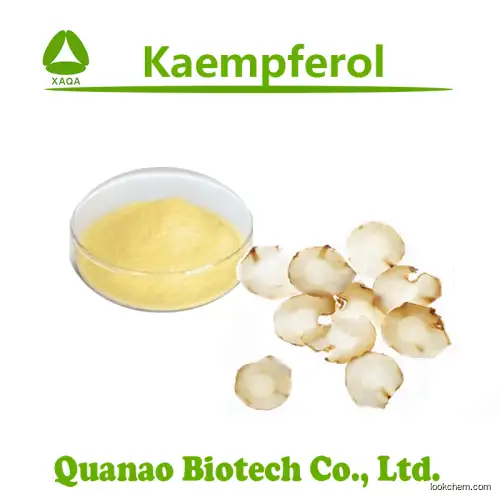 High quality Kaempferia Galanga Extract 98% Kaempferol powder