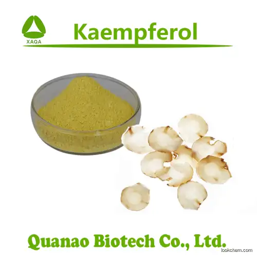 High quality Kaempferia Galanga Extract 98% Kaempferol powder