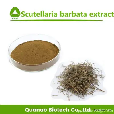 Scutellaria Barbata Powder Barbed Skullcap Extract