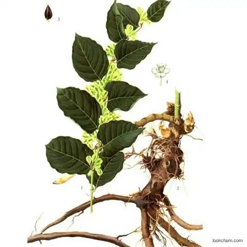 Anti Oxidant Resveratrol 98% Giant Knotweed Extract Cosme