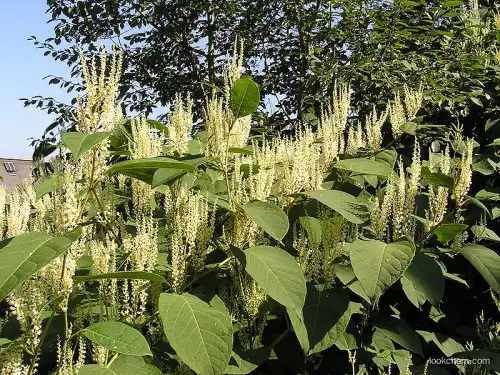 Anti Oxidant Resveratrol 98% Giant Knotweed Extract Cosme