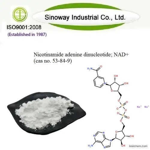 Food Grade NAD Bulk Powder, Pure Nicotinamdie Adenine Dinucleotide