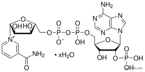 NADP Nicotinamide adenine dinucleotide phosphate (53-59-8）