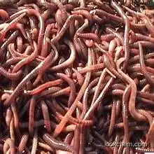 Earthworm polypeptide drying powder