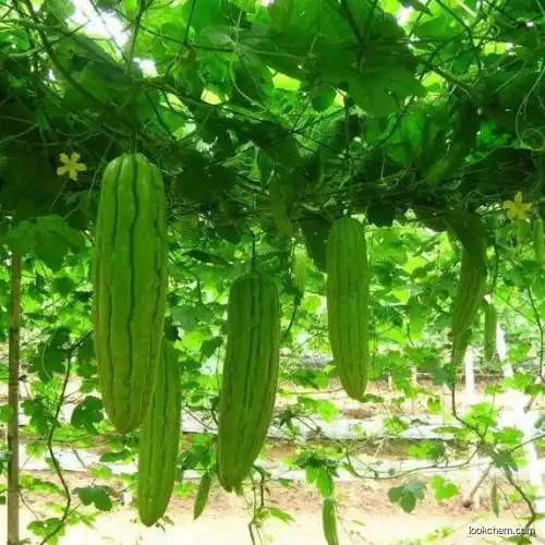 Bitter gourd polypeptide drying powder