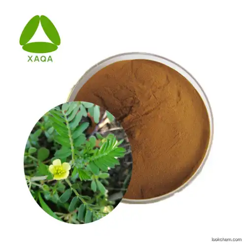 High Quality Male Health 90% Saponins/Tribuloside Powder from Tribulus Terrestris Extract