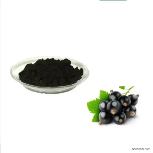 Halal Certified 100% Natural Ribes Nigrum Black Currant Extract