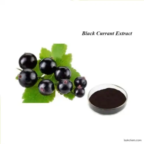 Halal Certified 100% Natural Ribes Nigrum Black Currant Extract