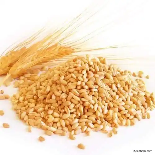 Wheat(84012-44-2)