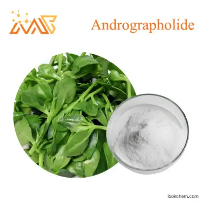 Supply Organic Andrographis Paniculata P.E Andrographolide 98%