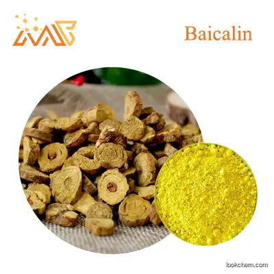 Supply Scutellaria baicalensis extract Baicalin 98%