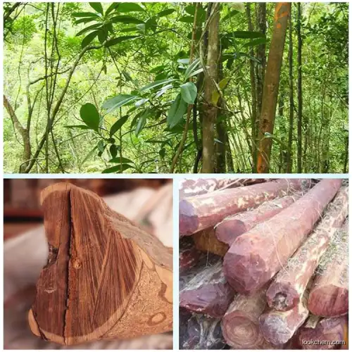 Sandalwood oil for Pharmaceutical and Aromatherapy