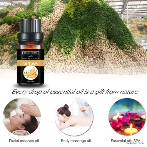 12345 Bulk pure body care ginger essential oil for food additives