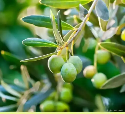 Pure Extra Organic Olive Oil Essential oil with lowest price