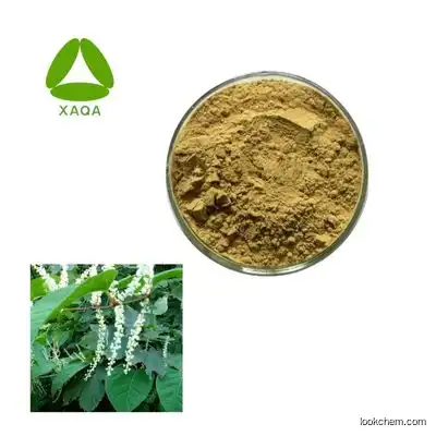 Natural Polygonum cuspidatum extract  powder 10:1