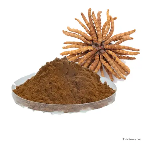 cordyceps extract 10：1