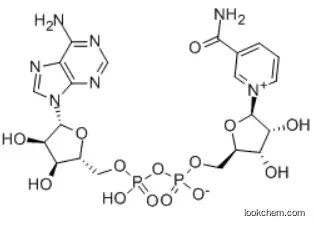 β-Nicotinamide adenine dinucleotide CAS：53-84-9。