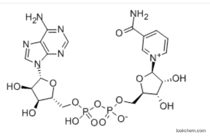 β-Nicotinamide adenine dinucleotide In stock