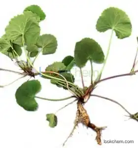 Asiatic pennywort herb extract. Hydrocotyle asiatica extract. Convincing quality. High content and competitive price. Certificates are complete.