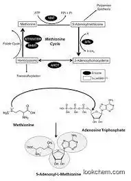 S-adenosylmethionine