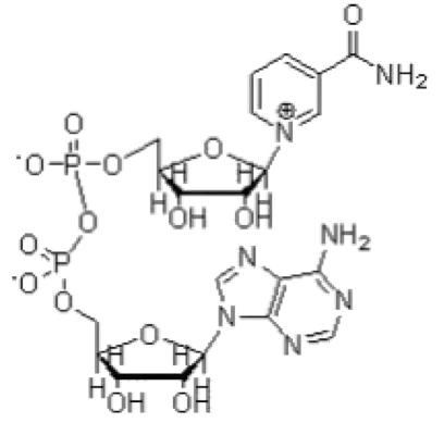 High Purity NAD+ nicotinamide adenine dinucleotide 53-84-9
